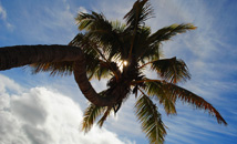 Sole palm tree with blue sky at Anakena
