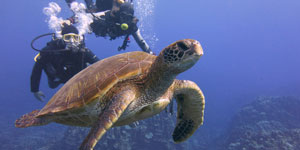 Scuba divers with green sea turtle