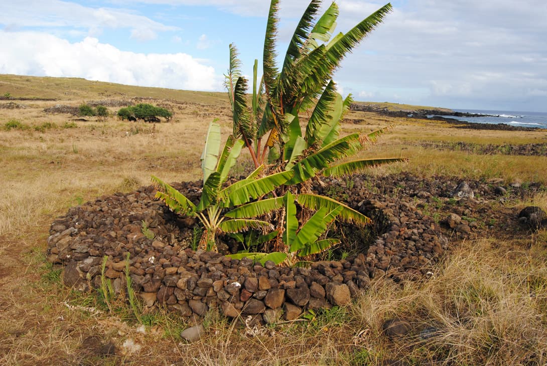 Restored manavai with banana plants