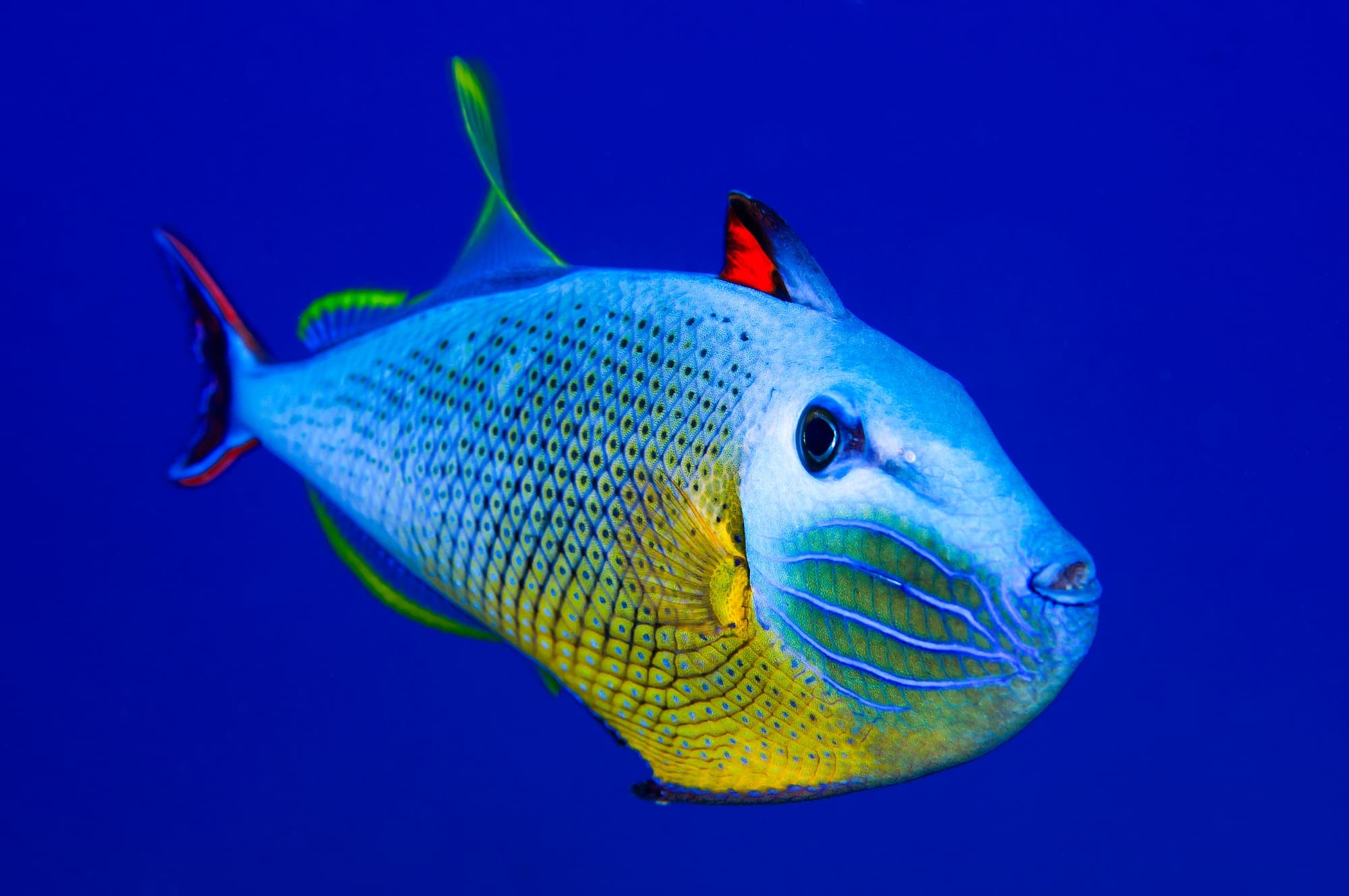 Colorido pez amarillo y azul de Isla de Pascua © Mike Rapu Diving Center