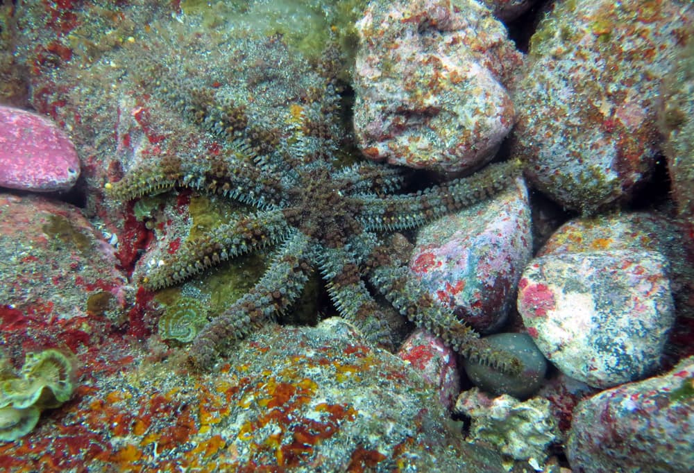 Una estrella de mar camuflada es difícil de detectar entre las rocas. © Tortuga Hanga Piko