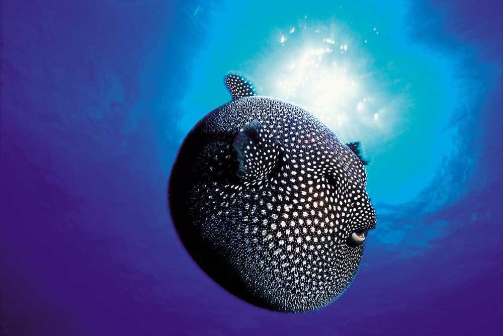 Criaturas peculiares se pueden encontrar en el océano, como el pez globo Titeve Kapovai. © Orca