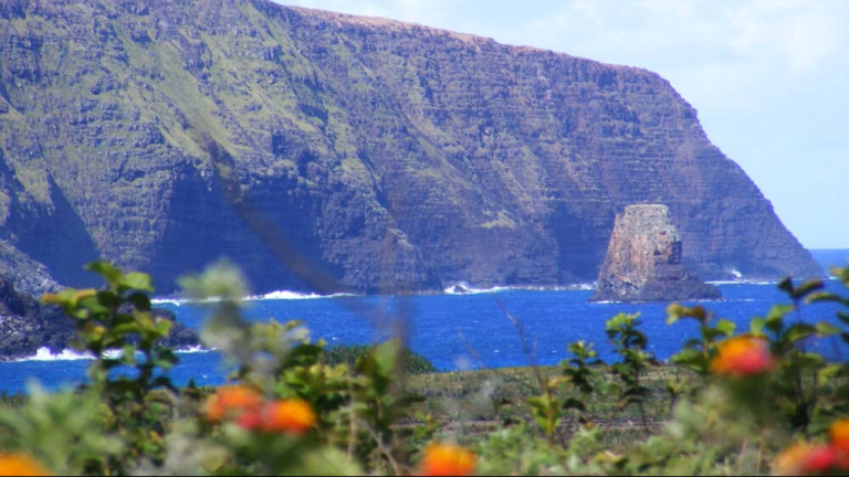 View toward Motu Marotiri with native flowers during a visit to Rapa Nui.