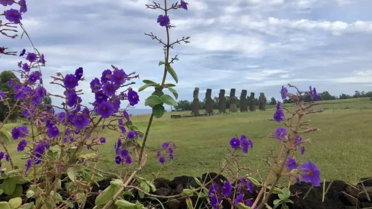 Ahu Akivi surrounded by flowers during a tour of Rapa Nui (Easter Island).