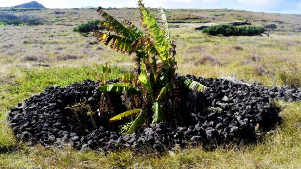 The Manavai system: an ingenious ancestral garden designed to protect crops within volcanic depressions.