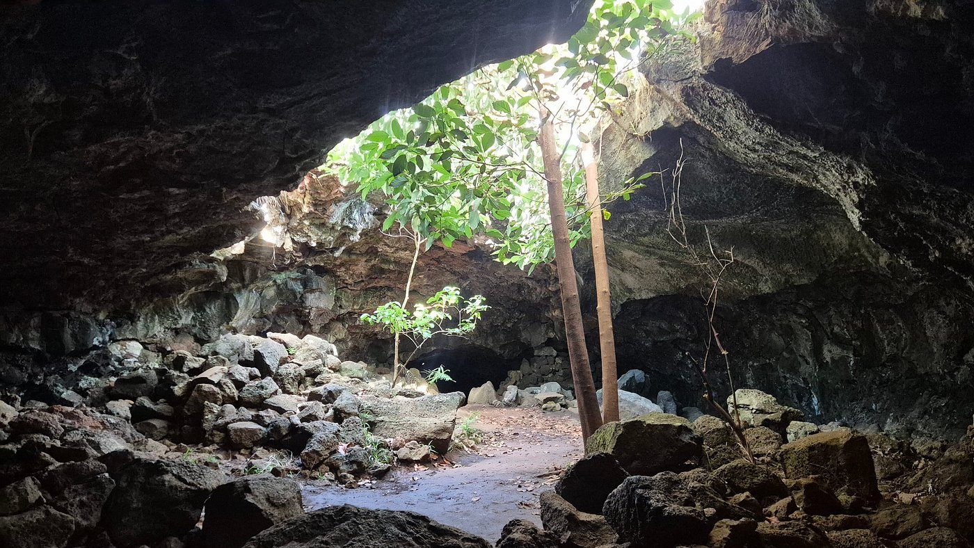 Life finds a way: a banana tree reaches for the surface through a skylight in the Ana Te Pahu lava tube.