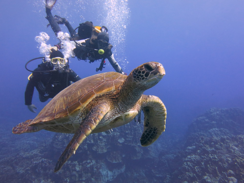 A green sea turtle (Chelonia mydas) swimming in clear ocean water with two scuba divers directly behind it in Rapa Nui.