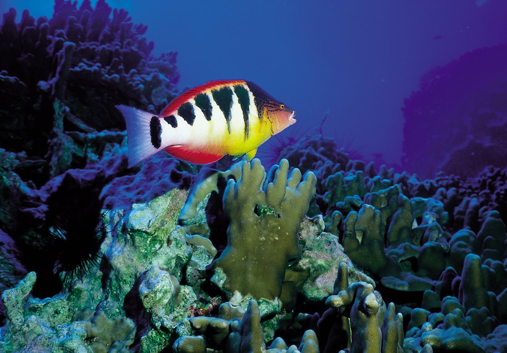 A colorful halfbarred wrasse (Pseudolabrus semifasciatus), known locally as Kotea Hiva, swimming over coral in Rapa Nui.