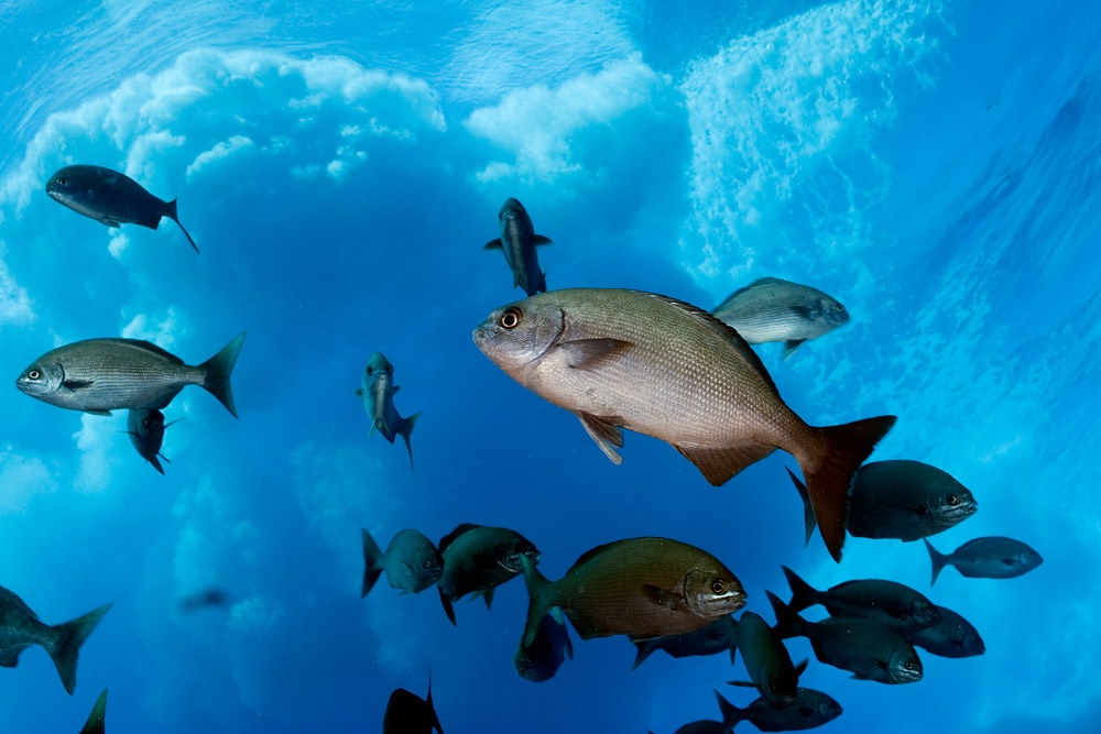 A school of Pacific chubs (Kyphosus sandwicensis), known locally as Nanue, swimming near the surface in clear blue water in Rapa Nui.