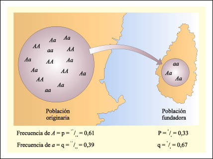 Nested founder effect diagram showing Polynesian DNA diversity loss across islands