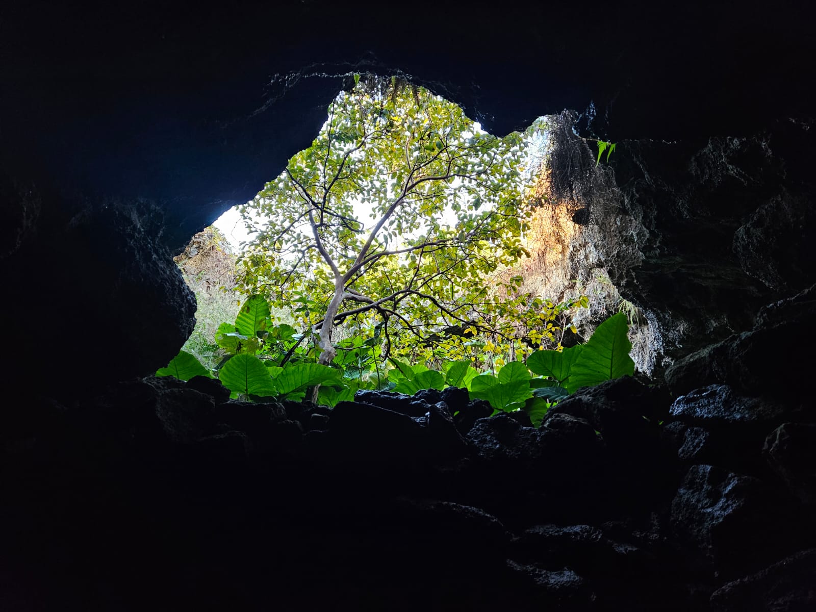 Vista interior de una cueva de Rapa Nui con iluminación natural y vegetación verde.
