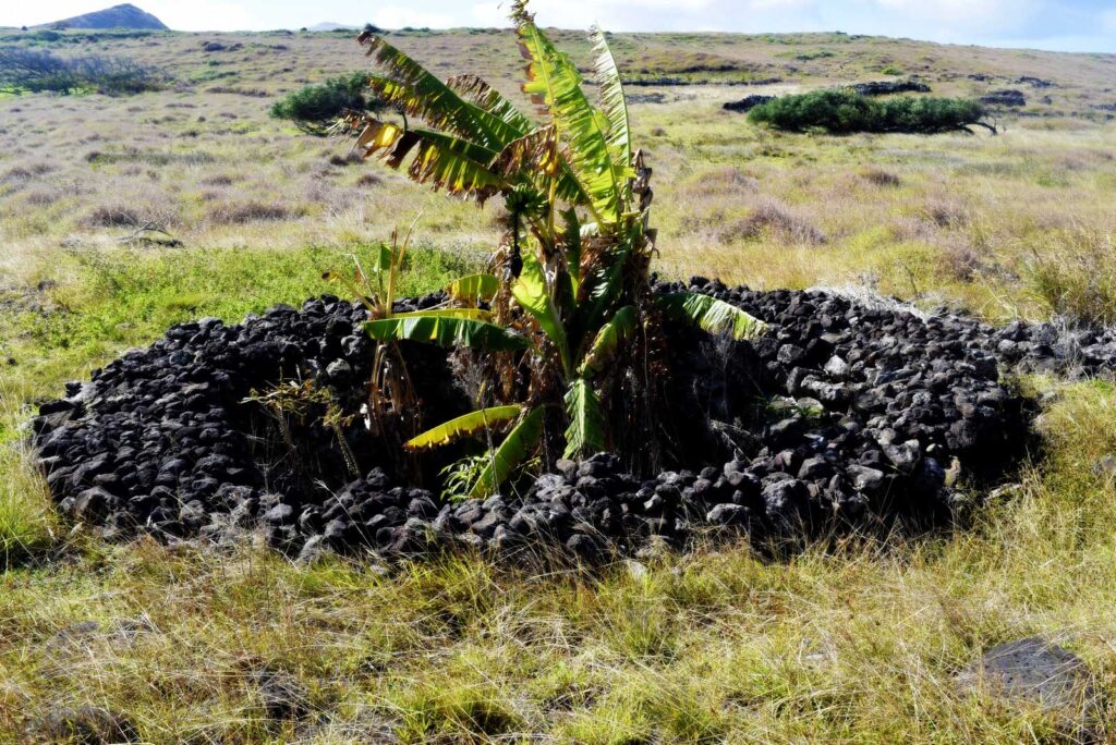 Sistema de cultivo ancestral conocido como manavai.