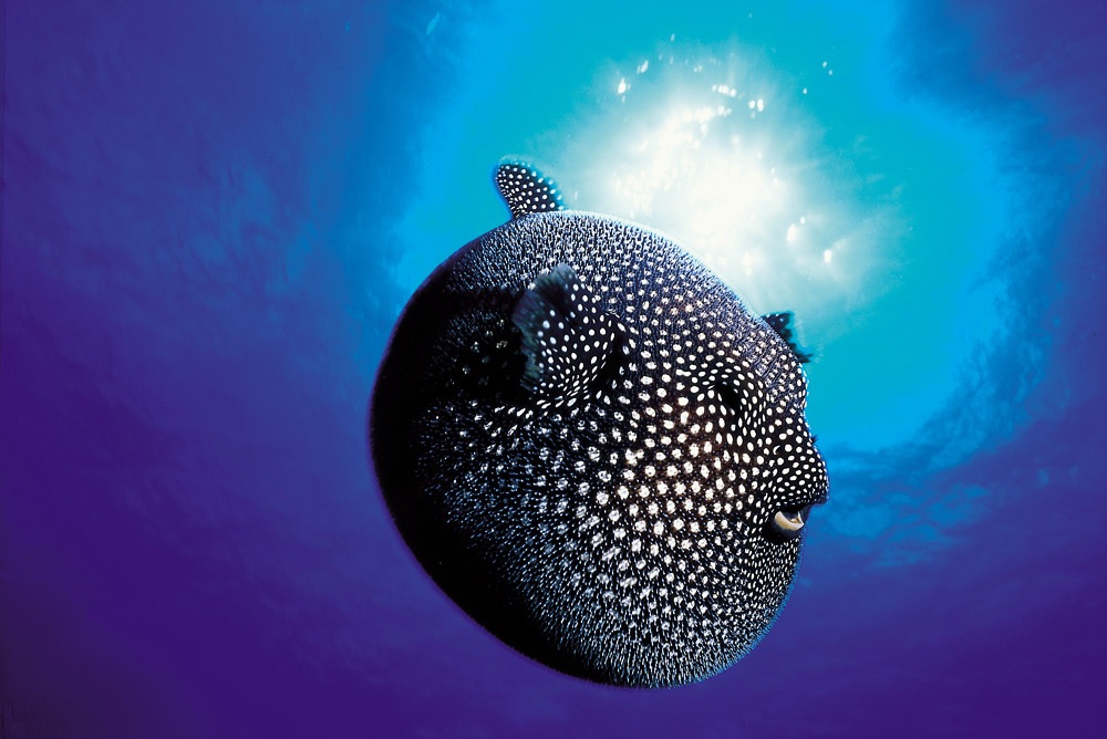 Pez globo moteado nadando en el mar azul de Rapa Nui a contraluz.