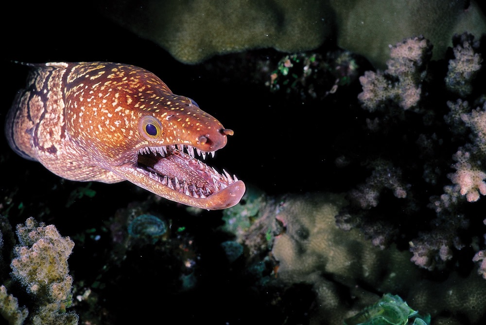 Morena o Koreha (Gymnothorax eurostus) mostrando la mandíbula abierta entre corales en Rapa Nui.