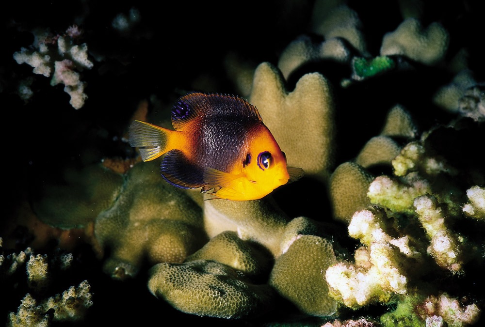 Pez ángel Kototi Para de colores amarillo y oscuro nadando sobre un arrecife en Rapa Nui.