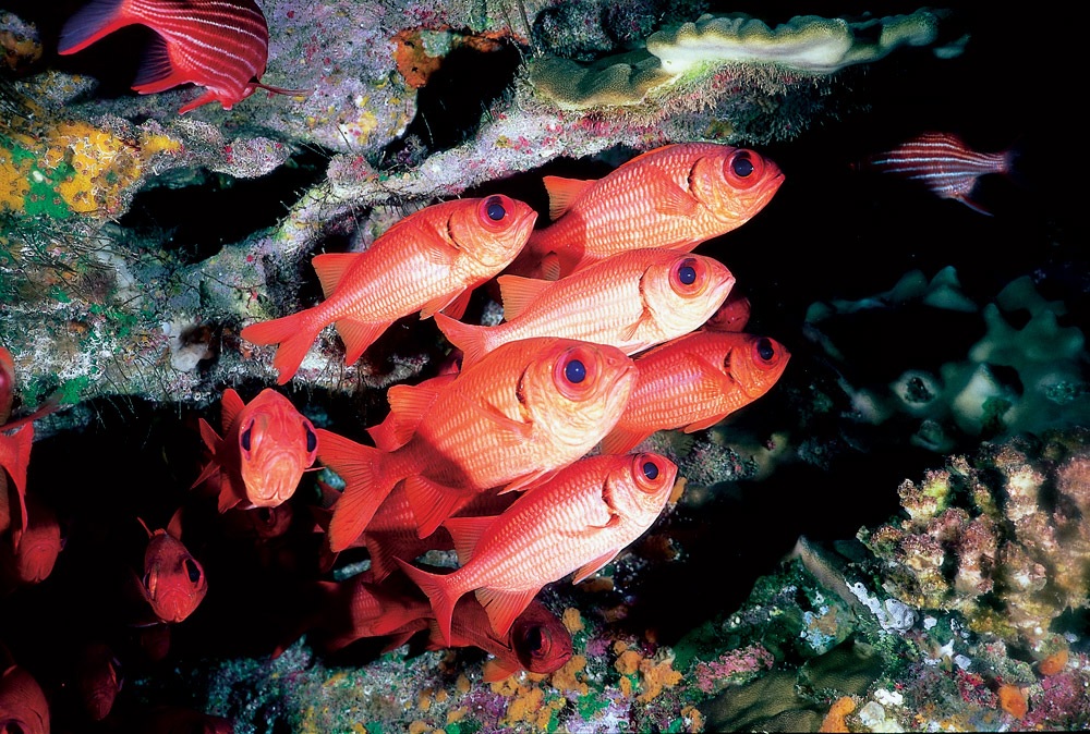Cardumen de peces rojos Marau (Myripristis tiki) junto a formaciones rocosas en Rapa Nui.