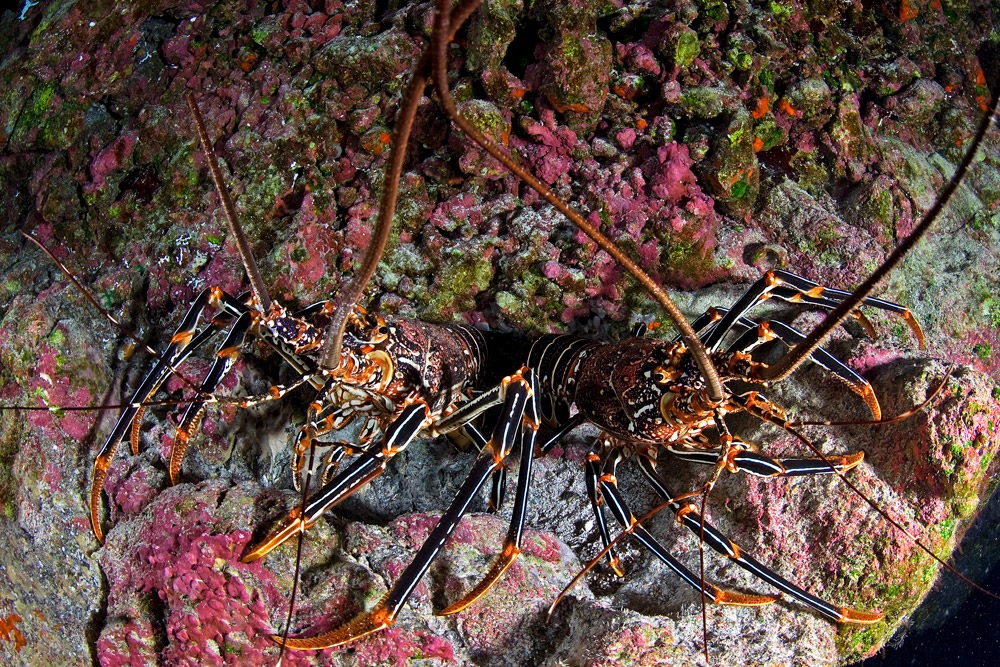 Dos langostas espinosas o Ura (Panulirus pascuensis) sobre un fondo rocoso en Rapa Nui.