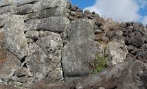 Gray basalt moai statue recycled in ahu rock wall along north coast