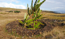 Restored manavai with banana plants