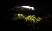 Ceiling cave opening with grass in Ana Te Pahu at Rapa Nui (Easter Island)