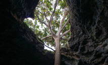 Ceiling hole in lava tube cave Ana Te Pahu with tree at Rapa Nui (Easter Island)