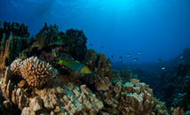 Rapa Nui coral and fishes with boat in clear blue Easter Island ocean