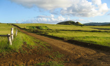 Green field with dirt road