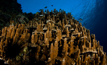 Easter Island coral and sea urchins in blue ocean