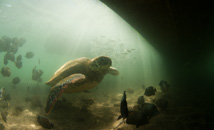 Easter Island green sea turtle with fish school in harbor