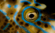 Eye of the Rapa Nui fish (lat. aluterus scriptus) also known as scrawled filefish, broomtail filefish, or scribbled leatherjacket.