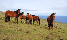 Free wild horses along north coast, Easter Island (Rapa Nui)