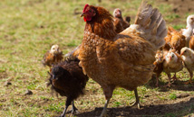 Hen walking with chickens