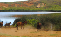 Horses stirring up dust by Rano Raraku crater lake