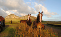 Horses in front of volcano Rano Raraku at Rapa Nui (Easter Island)