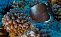 Easter Island fish ma'ito and a sunken moai statue in the ocean background