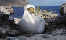 Manukena bird at Motu Nui