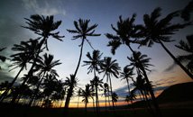 Palm tree silhouettes at Anakena by sunset