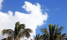 Dog shaped cloud and palm trees