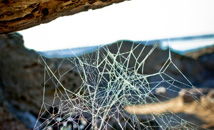 Spider web with water drops between log and rock at Rapa Nui (Easter Island)