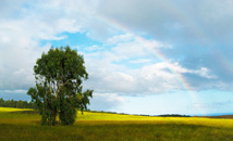 Sole tree with rainbow and blue sky at Terevaka