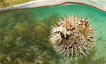 Spiny Balloonfish (lat. Diodon holocanthus), or Long-spine Porcupinefish, locally known as Tīteve Pū-pū by Anakena at Rapa Nui (Easter Island)