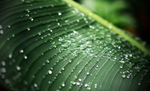 Water drops on banana leaf