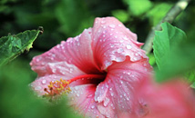 Water drops on pink hibiscus