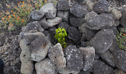 Native Easter Island tree planted with manavai and kīkiri.