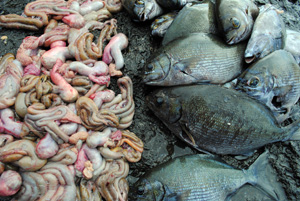 Intestines of Rapa Nui fish called nanue at Easter Island