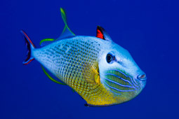 Muchos peces de Isla de Pascua tienen hermosos colores..jpg