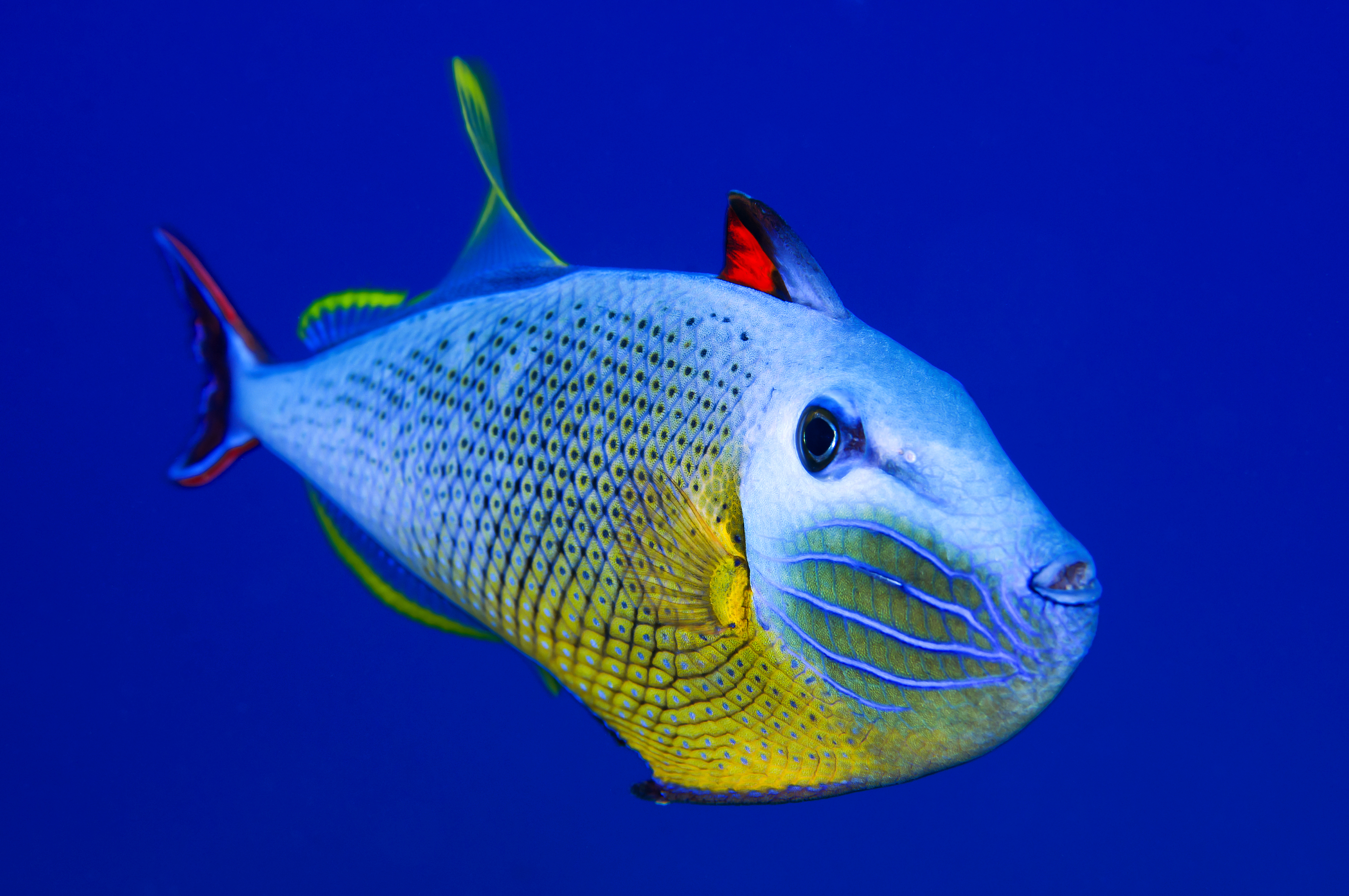 Scuba diving and snorkeling