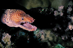 Eel head and teeth, Gymnothorax Eurostus.jpg
