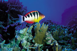 Kotea Hiva, Pseudolabrus Semifasciatus.jpg