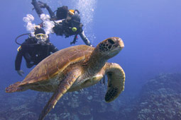 Buzos con tortuga marina verde..jpg